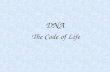 DNA The Code of Life. Topics Covered The DNA Molecule DNA Replication How DNA works Transcription Translation.