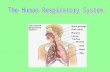 Aim: What are the parts and functions of the human respiratory system? I. Parts of Human Respiratory System A. Nasal Cavity 1. Warms the air (capillary.