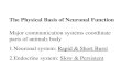 Major communication systems coordinate parts of animals body 1.Neuronal system: Rapid & Short Burst 2.Endocrine system: Slow & Persistent The Physical.