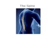 The Spine. Components of vertebra Components of Vertebra Body: Vertebral Foreman: Spinous Process: Transverse Process: Laminae: Pedicles:
