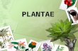 PLANTAE. Vocabulary Autotroph: An organism that can make its own food Fertilization: Joining of a sperm and an egg cell Phloem: Vascular tubes that carry.
