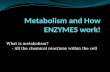 What is metabolism? - All the chemical reactions within the cell.