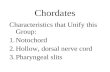 Chordates Characteristics that Unify this Group: 1.Notochord 2.Hollow, dorsal nerve cord 3.Pharyngeal slits.