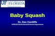 Baby Squash Dr. Dan Cantliffe UF/IFAS Horticultural Sciences Department.