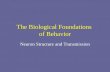 The Biological Foundations of Behavior Neuron Structure and Transmission.