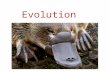 Evolution. Evidence supporting evolution Fossil record shows change over time Anatomical record comparing body structures homology & vestigial structures.