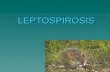 LEPTOSPIROSIS LEPTOSPIROSIS. Leptospirosis A common zoonotic diseaseA common zoonotic disease Caused by L.interrogans and L.biflexaCaused by L.interrogans.