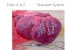 Topic 6; 6.2 Transport System. Draw and label a diagram of the heart showing the four chambers, associated blood vessels, valves and route of blood through.