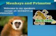 Welcome to my speakers corner on MONKEYS and PRIMATES!