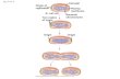 Fig. 12-11-4 Origin of replication Two copies of origin E. coli cell Bacterial chromosome Plasma membrane Cell wall Origin.