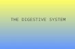 THE DIGESTIVE SYSTEM. The Digestive System Function Parts How the parts work together.
