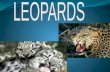 Facts: Baby Leopard Leopards can live up to any ware between 15 to 20 years. Leopards live mainly in Africa and Asia. Lions and Hyenas go for Leopards.