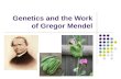 Genetics and the Work of Gregor Mendel. Gregor Mendel Modern genetics began in the mid-1800’s in an abbey garden, where a monk named Gregor Mendel documented.