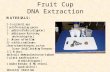Fruit Cup DNA Extraction. Step 1 Into one of the 5 oz cups add 1 teaspoon of shampoo. Fruit Cup DNA Extraction.