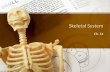 Skeletal System Ch. 14. Function of the Skeletal System – Your skeletal system provides a living structure for your body. – Role of Skeleton It plays.