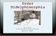 Order Didelphimorphia (Opossums) Paul Dunay Wildlife and Fisheries Biology Keystone College March 21, 2011.
