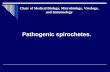 Pathogenic spirochetes. Chair of Medical Biology, Microbiology, Virology, and Immunology.