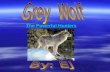 The Powerful Hunters. Species  The wolves species is a Canis Lupis.  The grey wolf is a mammal.  And the grey wolf’s common name is a Timber Wolf.