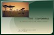 The savanna By Aqeelah welsh and Sahana kanabar Climate.