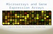 Microarrays and Gene Expression Arrays Francisco Millan, Michelle Measar, Gurleen Kaur.