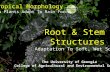 Tropical Morphology How Plants Adapt To Rain Forest The University of Georgia College of Agricultural and Environmental Sciences Root & Stem Structures.