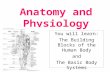 Anatomy and Physiology You will learn: The Building Blocks of the Human Body and The Basic Body Systems.