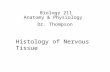 Biology 211 Anatomy & Physiology I Dr. Thompson Histology of Nervous Tissue.