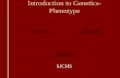 Introduction to Genetics- Phenotype SJCHS. Genes Offspring get half of their genes from either parent; inheritance is random Phenotype: traits of an organism.