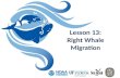 Lesson 13: Right Whale Migration. Lesson 13 Right Whale Migration What is migration? Migration: to pass usually periodically from one region or climate.