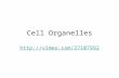 Cell Organelles . Prokaryotic Cells First cell type on earth Cell type of Bacteria and Archaea.