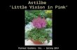 Astilbe ‘Little Vision in Pink’ Pioneer Gardens, Inc. – Spring 2014.