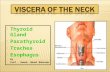 Thyroid Gland  Parathyroid  Trachea  Esophagus  By  Prof. Saeed Abuel Makarem.