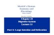 Chapter 23 Digestive System Lecture 11 Part 3: Large Intestine and Defecation Marieb’s Human Anatomy and Physiology Ninth Edition Marieb  Hoehn.