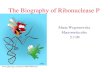 The Biography of Ribonuclease P Marta Wegorzewska Macromolecules 5.7.09 .