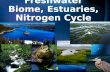 Freshwater Biome, Estuaries, Nitrogen Cycle. Aquatic Biomes Freshwater Marine Estuaries.