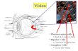 Vision Photoreceptor cells Rod & Cone cells Bipolar Cells Connect in between Ganglion Cells Go to the brain.