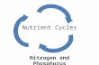Nutrient Cycles Nitrogen and Phosphorus. WHY DO WE NEED NITROGEN?? – Nitrogen is needed to make up DNA and protein! In animals, proteins are vital for.