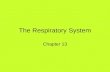 The Respiratory System Chapter 13. PRIMARY FUNCTIONS Exchange gases (oxygen and CO2) Produce vocal sounds Sense of smell Regulation of blood PH.