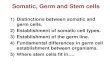 Somatic, Germ and Stem cells 1)Distinctions between somatic and germ cells. 2)Establishment of somatic cell types. 3)Establishment of the germ line. 4)Fundamental.