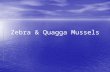 Zebra & Quagga Mussels. Exotics: Zebra & Quagga Mussels Zebra & Quagga Mussels Zebra & Quagga Mussels –Dreissena polymorpha First Invader First Invader.