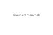 Groups of Mammals. Classification of Mammals Mammals range in size from a tiny shrew (1.5 grams) to a blue whale (150 tons) Mammals inhabit more environment.
