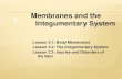 Lesson 3.1: Body Membranes Lesson 3.2: The Integumentary System Lesson 3.3: Injuries and Disorders of the Skin Membranes and the Integumentary System.