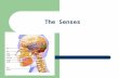 The Senses. Perception Behavior Types of Receptors Mechanoreceptors – stimulated by mechanical energy Chemoreceptors – detect solute concentration.