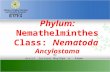 Phylum: Nemathelminthes Class: Nematoda Ancylostoma By Assist. lecturer Maytham A. Alwan.