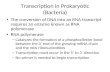 Transcription in Prokaryotic (Bacteria) The conversion of DNA into an RNA transcript requires an enzyme known as RNA polymerase RNA polymerase – Catalyzes.