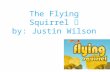 The Flying Squirrel by: Justin Wilson. How do they fly? A lot of people think they can just go fly, but they cannot. They actually have an extra flap.