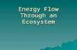 Energy Flow Through an Ecosystem.  Levels of Ecological Organization  Energy flows through these levels.