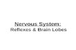 Nervous System: Reflexes & Brain Lobes. (1) Reflex Arc Reflex = Involuntary Movements to Stimuli –Always happens same way –Always triggered same way –“Arc”
