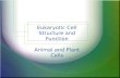 Eukaryotic Cell Structure and Function Animal and Plant Cells.