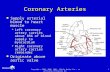 Copyright © 2007, 2006, 2001, 1994 by Mosby, Inc., an affiliate of Elsevier Inc. 1 Coronary Arteries  Supply arterial blood to heart muscle  Left coronary.